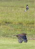 Red-shouldered Hawk
